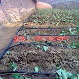 柳州山地滴水灌溉每亩价格;