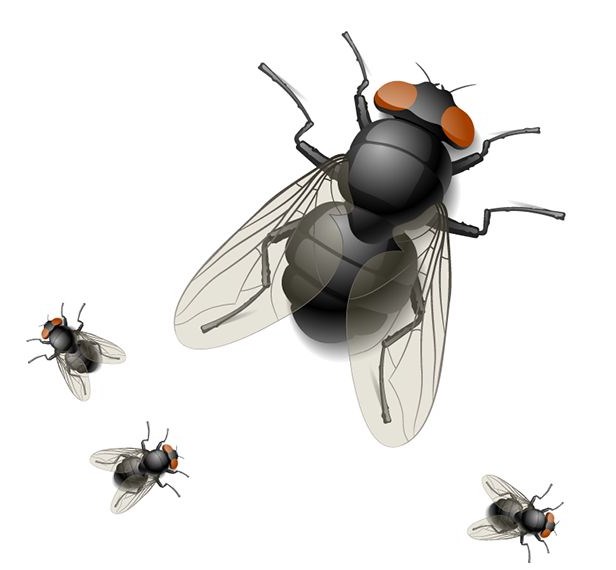 镇江|丹阳|扬中|句容杀虫公司/灭飞虫公司教你如何消灭苍蝇/虫害控制