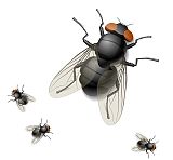镇江|丹阳|扬中|句容杀虫公司/灭飞虫公司教你如何消灭苍蝇/虫害控制;