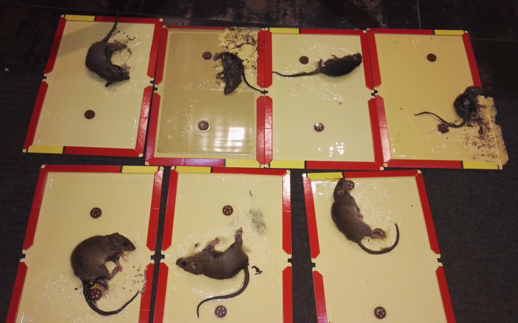 镇江|丹阳|扬中|句容杀虫捕鼠方法|科学灭鼠|老鼠聪明狡猾|丹阳清源灭鼠