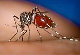 登革热由伊蚊传播，丹阳|扬中|句容杀虫公司呼吁，防蚊灭蚊大家齐行动