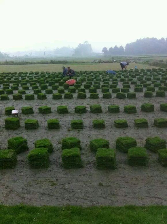 福州草皮 闽清草皮 长乐草皮 永泰草皮 连江草皮