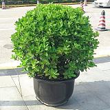 武汉室外绿植绿化工程苗木出售，武汉盆栽租赁销售维护服务;