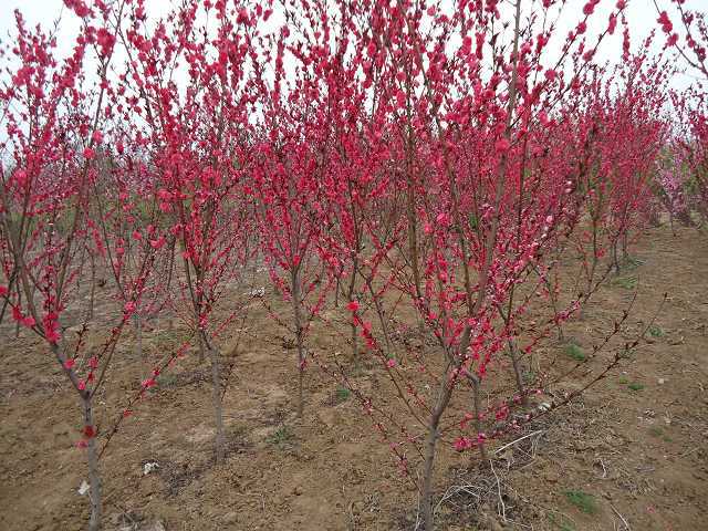 山东红叶碧桃种植基地大量供应红叶碧桃树苗