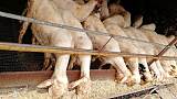 鑫太城谷 有效减少黄羊病的饲料;