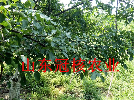 安徽薄皮核桃树 核桃树皮薄产量高亩产过千斤