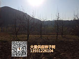 供应河北保定10公分12公分15公分20公分柿子树 包上车 价格合理;