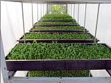 益康园芽苗菜加盟 室内无土栽培 全程富氧水培植