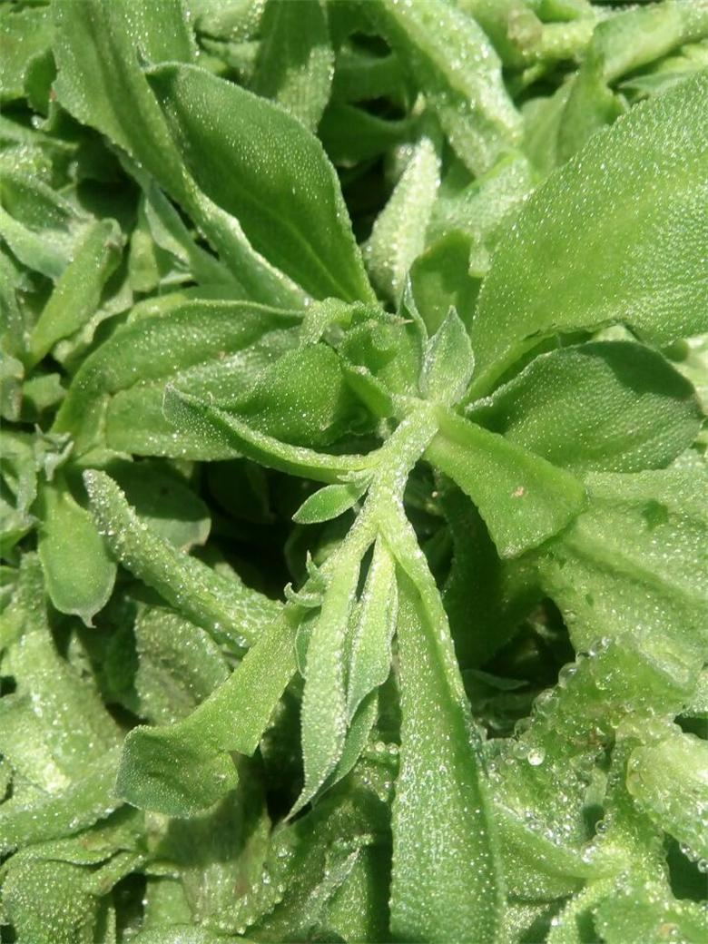 保健蔬菜 非洲冰菜种子 冰草种子，冰花种子，冰叶日中花种子