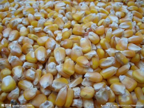 汉江养殖场常年收购玉米黄豆高粱荞麦碎米等饲料原料