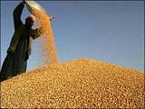 汉江常年现金收购玉米荞麦黄豆高粱碎米等农副产品;