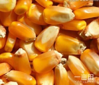 玉米收购商诚信收购玉米高粱荞麦黄豆碎米等