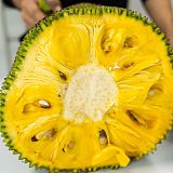 海南菠萝蜜新鲜现摘现发货源充足18-38斤;