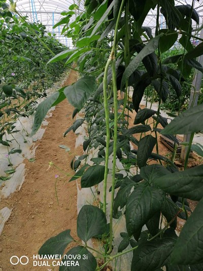 长沙县胖仔农庄有机蔬菜——长豆角