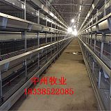 河南鸡笼厂供应镀锌层叠式鸡笼全自动阶梯鸡笼;