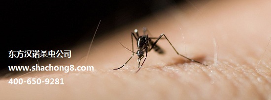杀虫公司东方汉诺告诉你蚊子喜欢藏在家里的什么地方