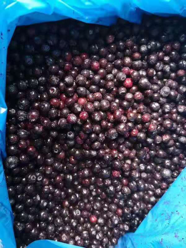 山东工厂直销鲜果速冻冷冻智利进口蓝莓批量供应