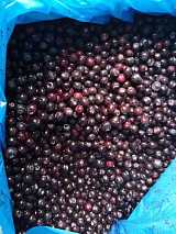 山东工厂直销鲜果速冻冷冻智利进口蓝莓批量供应;