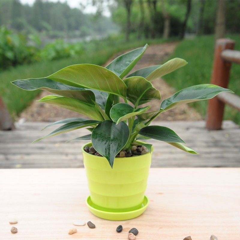 武汉室外植物出租公司园林服务，武汉办公室植物价格家庭园艺购买