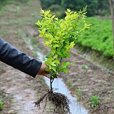 武汉专业绿化施工养护要多少钱，园林绿化公司工程苗木供应送货;