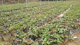 原始地带百香果优质大苗大量出售 提供四川地区百香果种植技术;