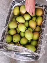 山西红香酥梨在广东水果批发市场的批发价格;