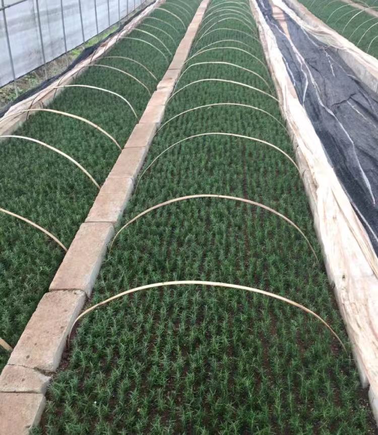 湖南迷迭香种植迷迭香种苗培育迷迭香优质种苗供应包种植技术指导