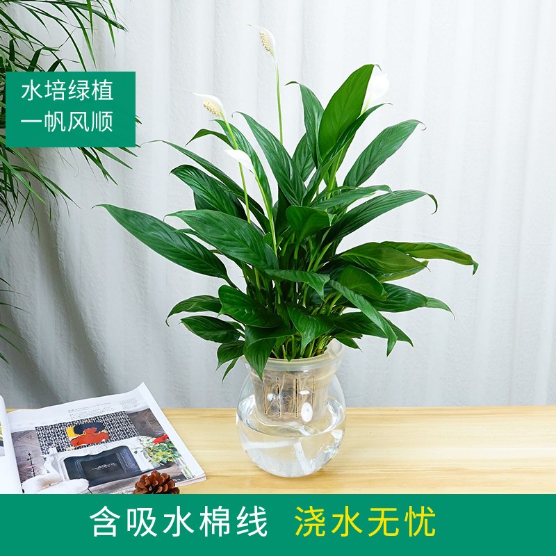 武汉公司花卉服务植物租摆鲜花租赁，武汉公司园林单位花木