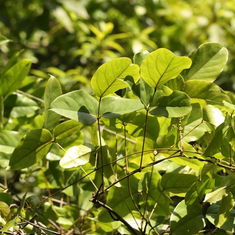 武汉租鲜花公司绿化销售植物出租，武汉公司植物公司花木