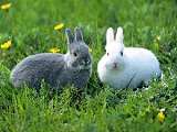 本厂常年大量供应各品种兔子