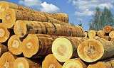 广州南沙进口环保型木材报关清关代理公司;