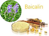 山西瑜莱生物由黄芩提出黄芩甙(Baicalin)及其解毒的效果;