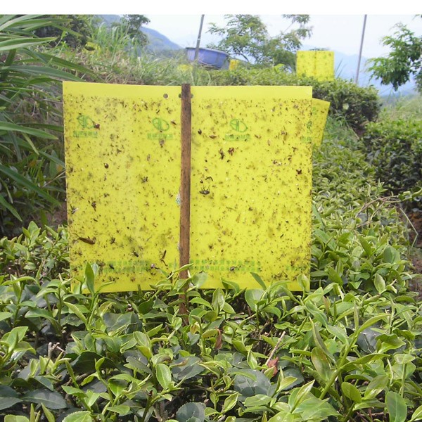 塑料黄色粘虫板农业病虫害绿色防控昆虫诱捕器