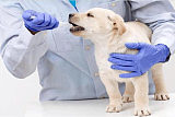 工作犬技术/动物医学;