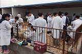 畜禽生产与疾病防治;