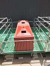 双体母猪产床 复合 泊头市吉牧养殖设备