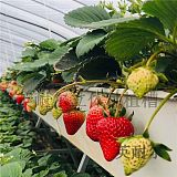 草莓种植槽 英耐尔草莓立体种植槽 无土栽培设备;