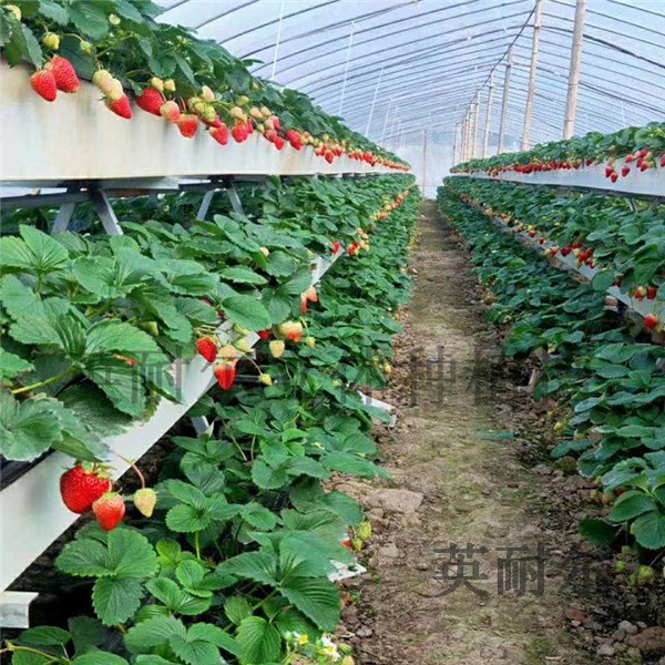 草莓栽培槽 立体种植槽 大棚草莓种植槽 英耐尔