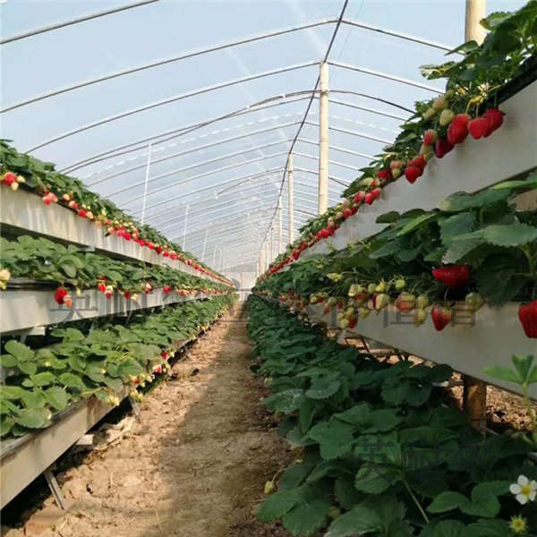 草莓立体栽培槽 立体蔬菜栽培槽 草莓种植槽 英耐尔
