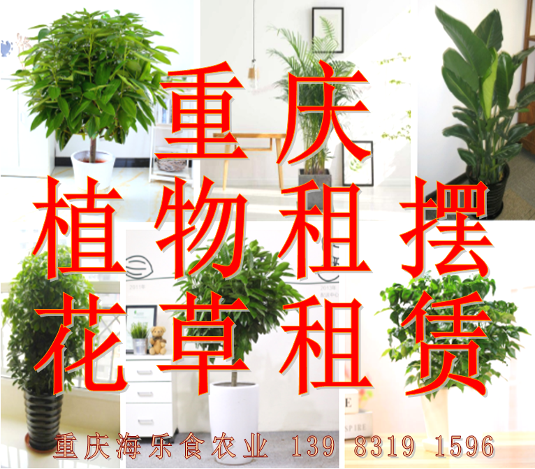 植物租赁 绿化办公.展览.走廊 花木租摆养护 重庆海乐食农业