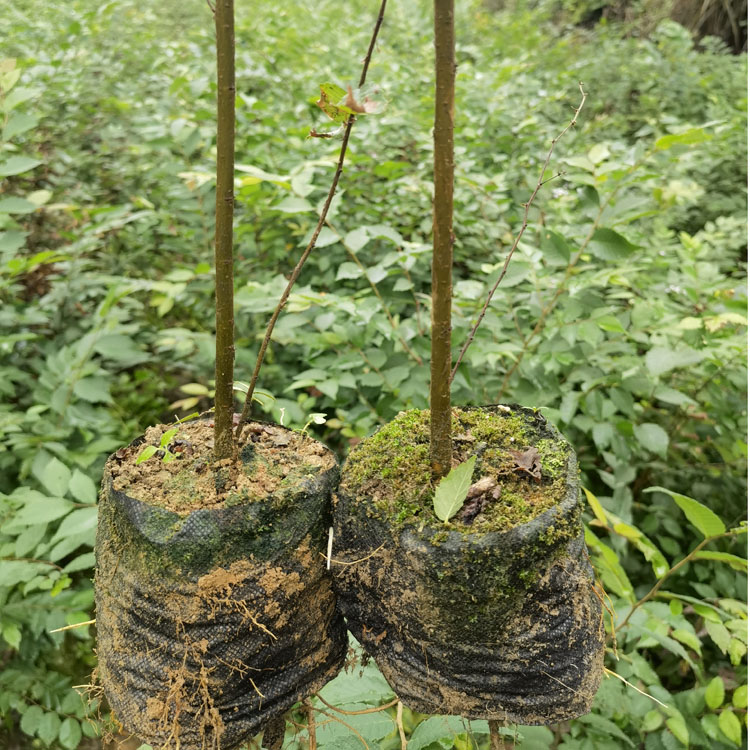 榉树袋苗 榉树容器苗 高度70厘米榉树苗