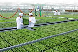 绿色食品生产技术;
