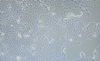 MV-4-11人髓性单核细胞白血病细胞质粒载体网