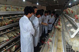 畜禽生产与疾病防治;