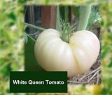 英国 | TOMESORAL水晶白番茄提取物 | 白番茄浓缩粉;