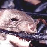 青岛电线防老鼠啃咬 防鼠母粒 电缆添加防鼠剂新型环保颗粒
