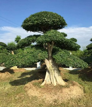 京山对节白蜡盆景公司