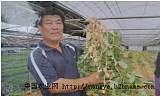 供应韩国-高产土豆种苗，土豆增产技术;