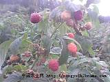 供应优质树莓苗、紫莓苗、草莓苗;