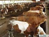 改良西门塔尔肉牛、夏洛莱牛优质品种供应